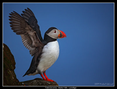Puffin stretching, Iceland