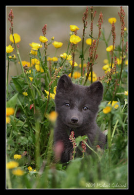 Juvenile arctic fox