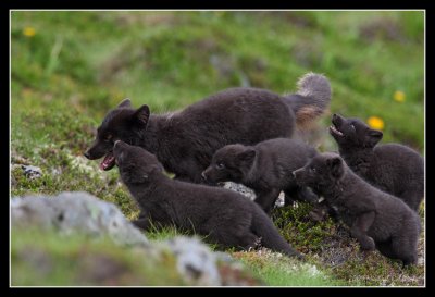 Arctic fox, mother with four pups