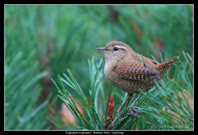 Winter Wren, Skanr