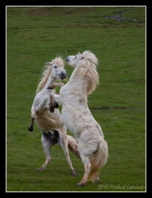 Icelandic Horses sparring