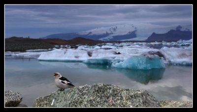 Snow Bunting on Glacial Lake, Southern Iceland