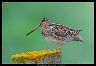Common Snipe from the Ring Road