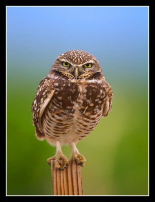 Burrowing Owl, Imperial Valley