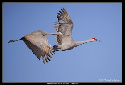 Sandhill Cranes, Florida