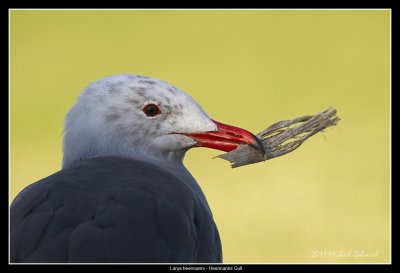 Heermanns Gull, La Jolla CA