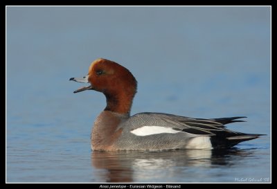 Eurasian Widgeon, Lund