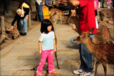 Nara's Deer Shrine