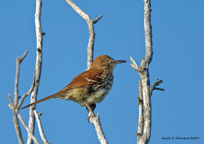 Brown Thrasher