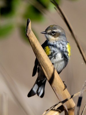 Yellow-rumped Warbler