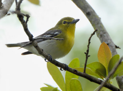 Yellow-throated Vireo