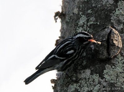 Black and White Warbler with Bug