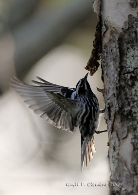 Black and White Warbler Wingspread