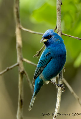 Indigo Bunting