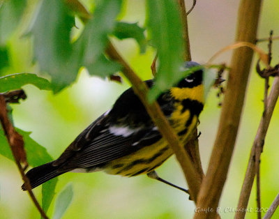Magnolia Warbler-record only