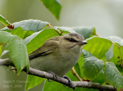 Black-whiskered Vireo