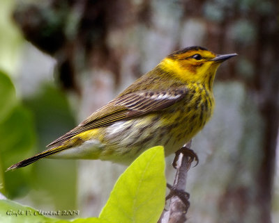 Cape May Warbler