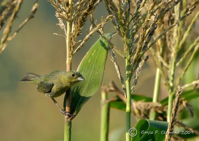 Painted Bunting Female in the Corn
