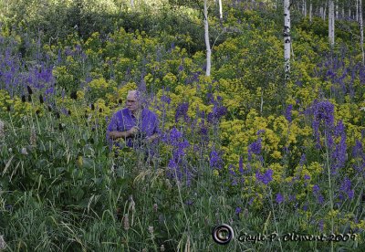 Wildflowers on the Mountainside