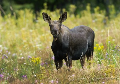 Smug Moose Calf