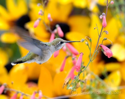 Hummingbird with a Background of Sunflowers