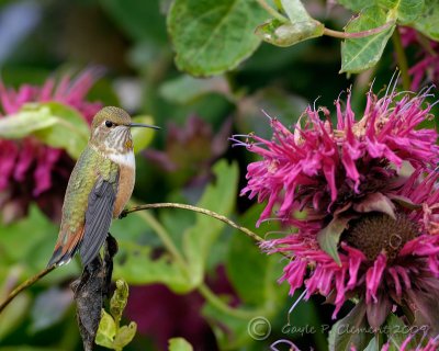 Rufous Hummingbird with Beebalm
