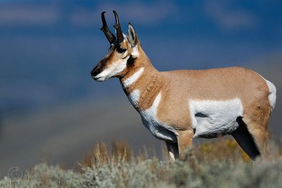 Pronghorn