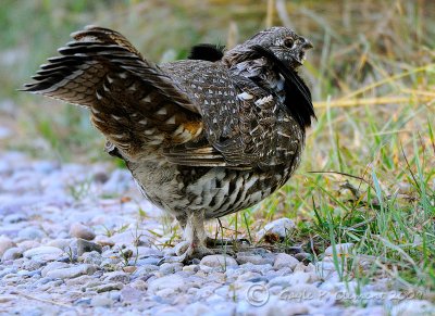 Ruffed Grouse II