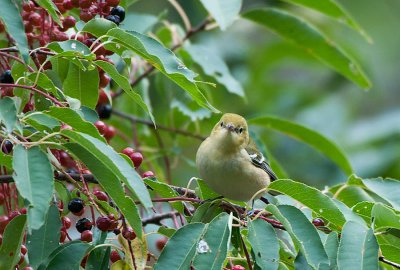 Bay-breasted Warbler