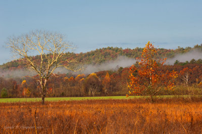 Sunlit Morning