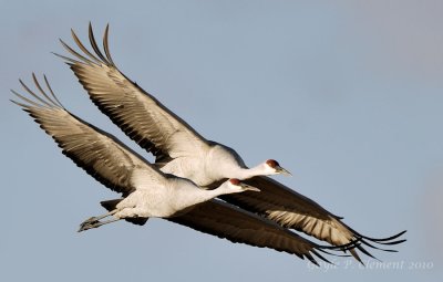 Pair of Cranes