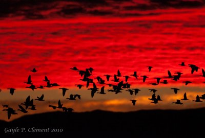Geese in the Sunrise