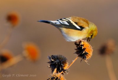 Western Goldfinch