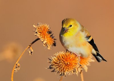 Western Goldfinch II