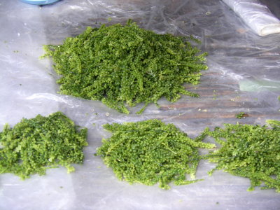 seaweeds