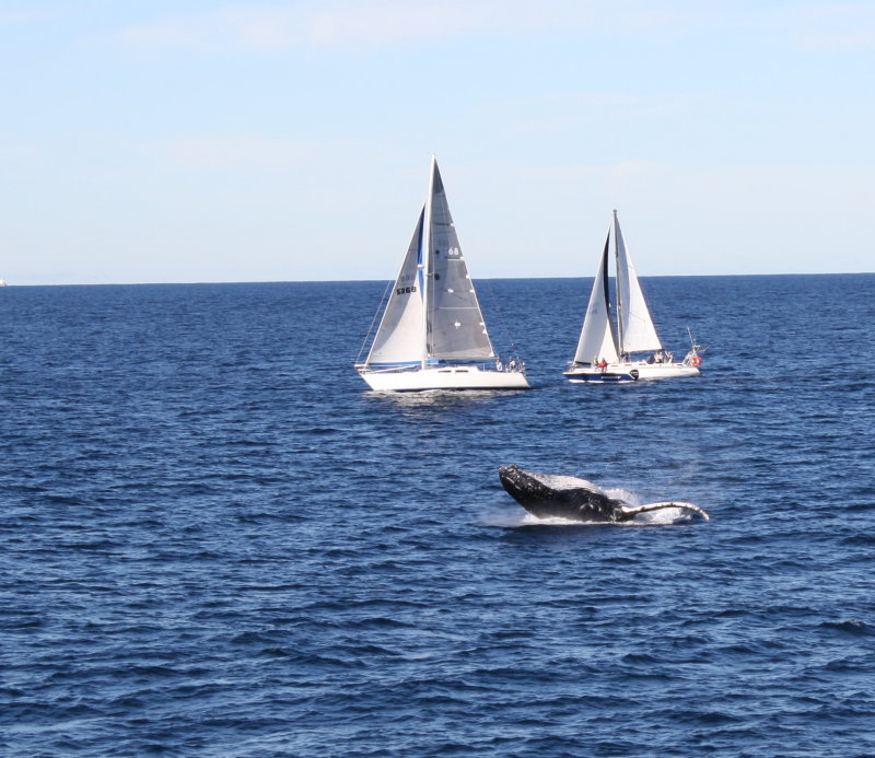 Hump Back Whale & watchers