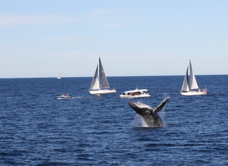 Hump Back Whale & watchers