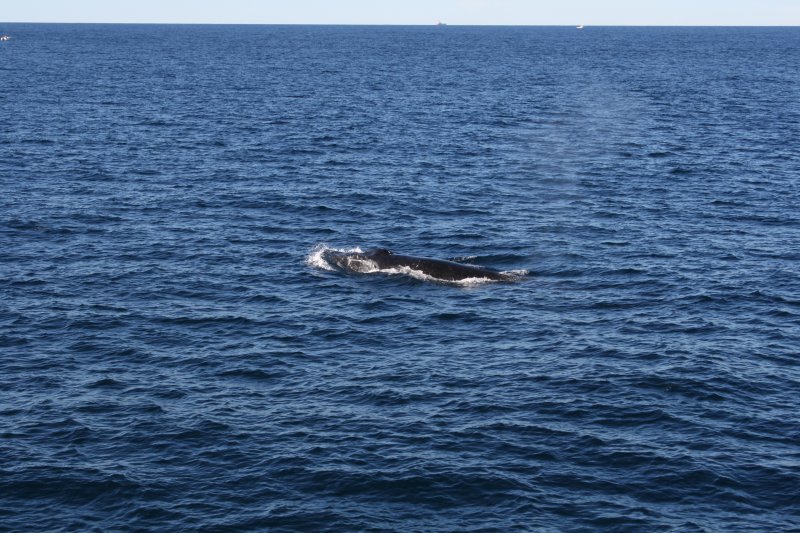 Hump Back Whale