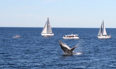 Hump Back Whale & watchers