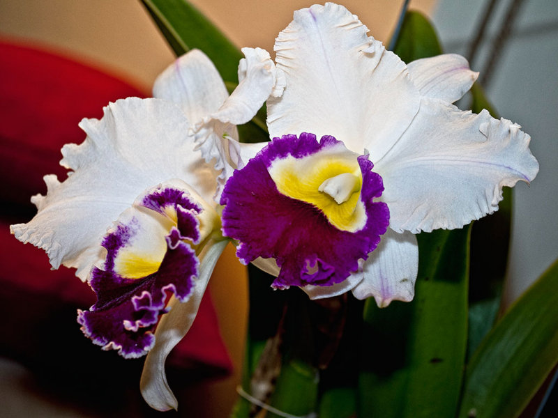 Cattleya