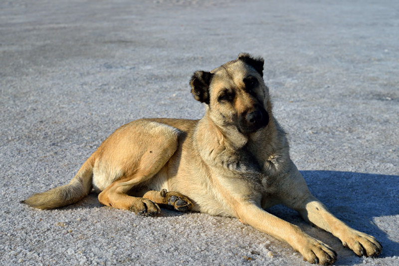 Anatolian Shepherd Dog at the Salt Lake