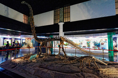 Omeisaurus tianfuensis Exhibit