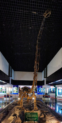 Omeisaurus tianfuensis Exhibit