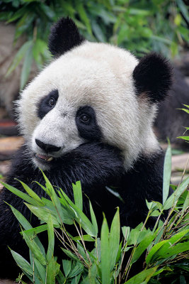 Giant Panda