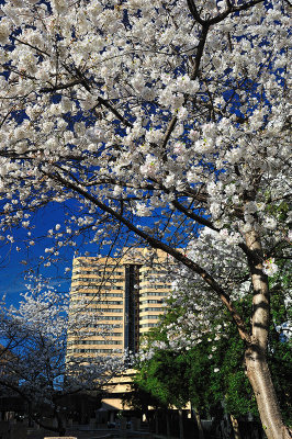 Cherry Blossoms on Main Street