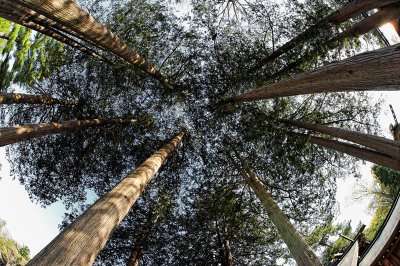 Majestic Trees at the Hokkaido Shrine