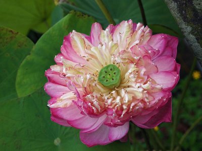 Lotus