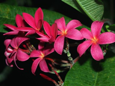 Frangipani