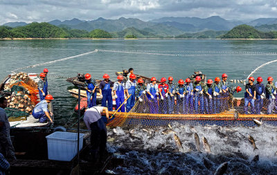 Giant Net Fishing of Carps on Qiandao Lake
