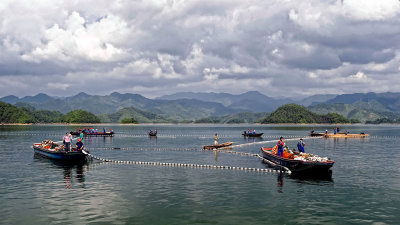 Giant Net Fishing of Carps on Qiandao Lake